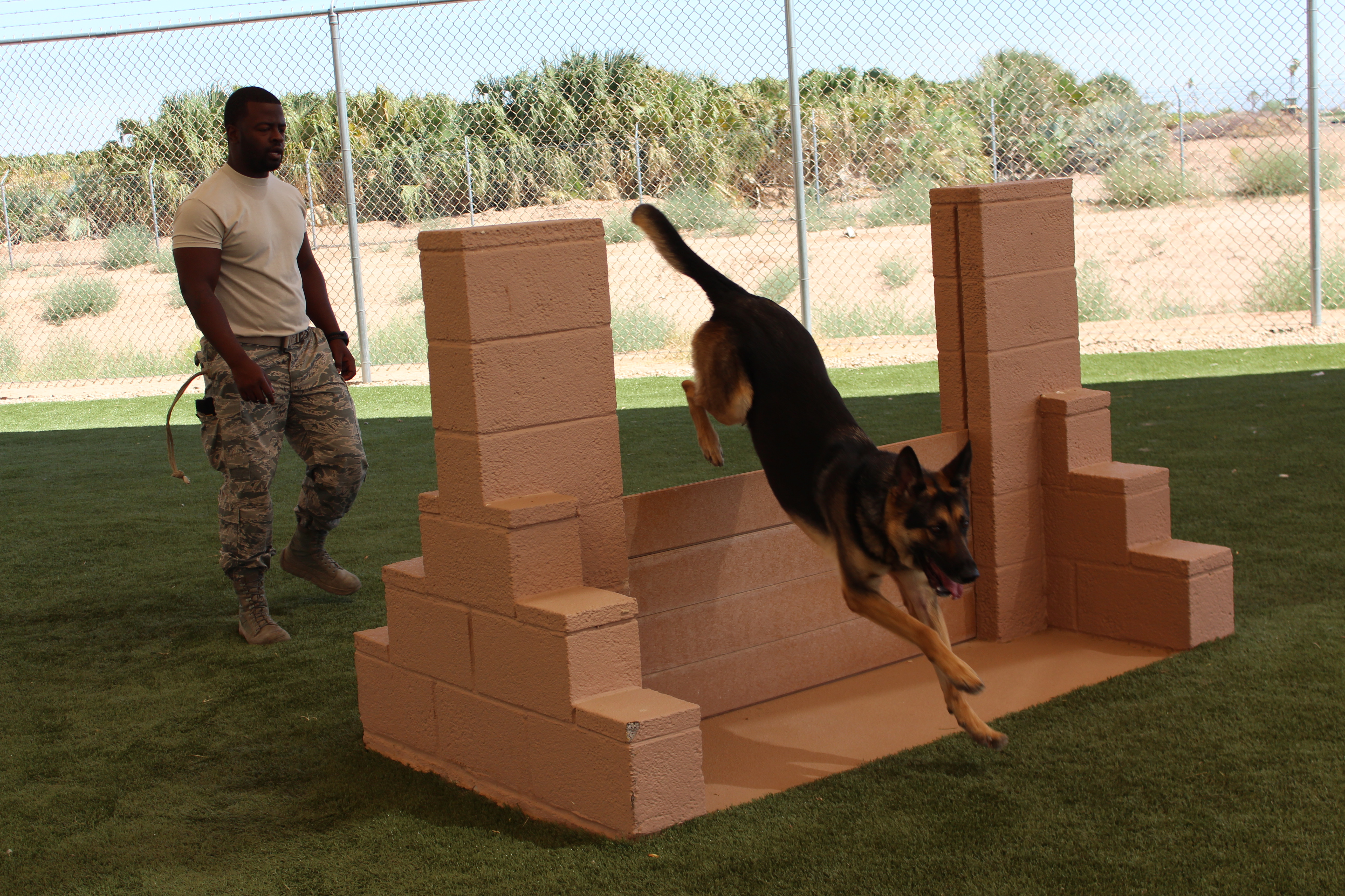 Military K9 handler training German Shepherd on obstacle course